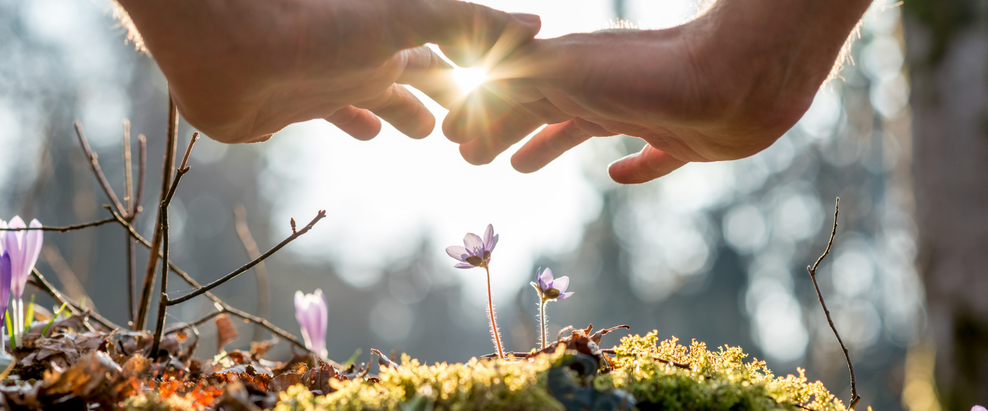 Close up Bare Hand of a Man Covering Small Flowers at the Garden with Sunlight Between Fingers.