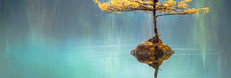 Golden yellow crowned tree's reflection in the blue water.