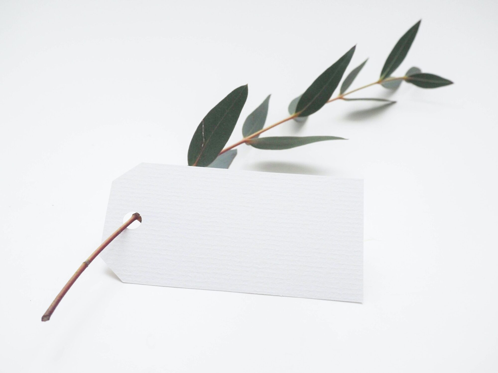 Olive twig with white tag on.