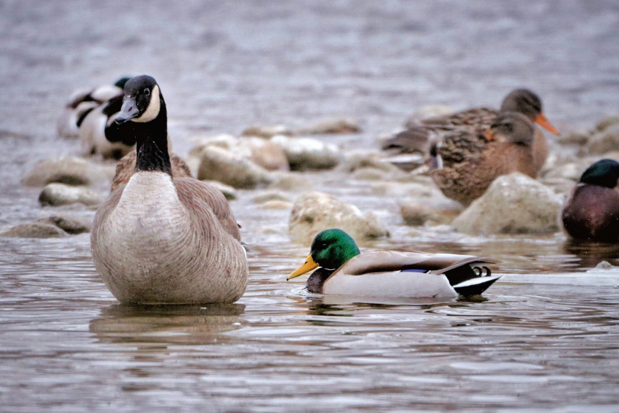 Canada goose and duck on water.