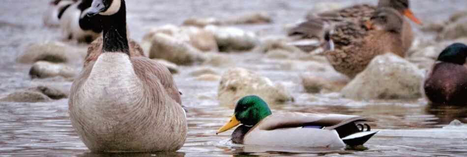 Canada goose and duck on water.