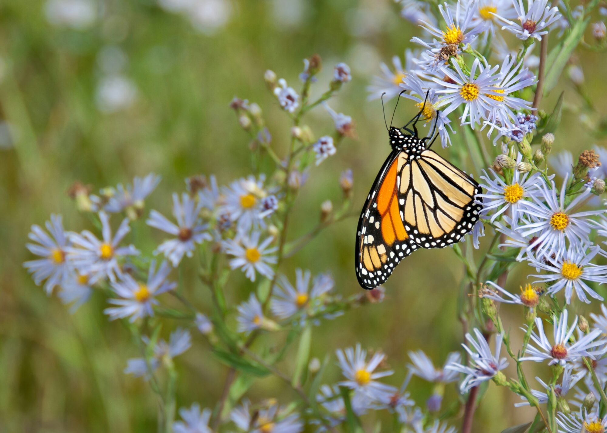 butterfly among wild flowers