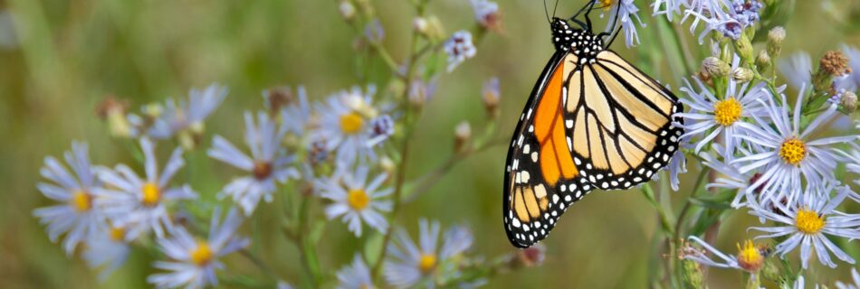 butterfly among wild flowers