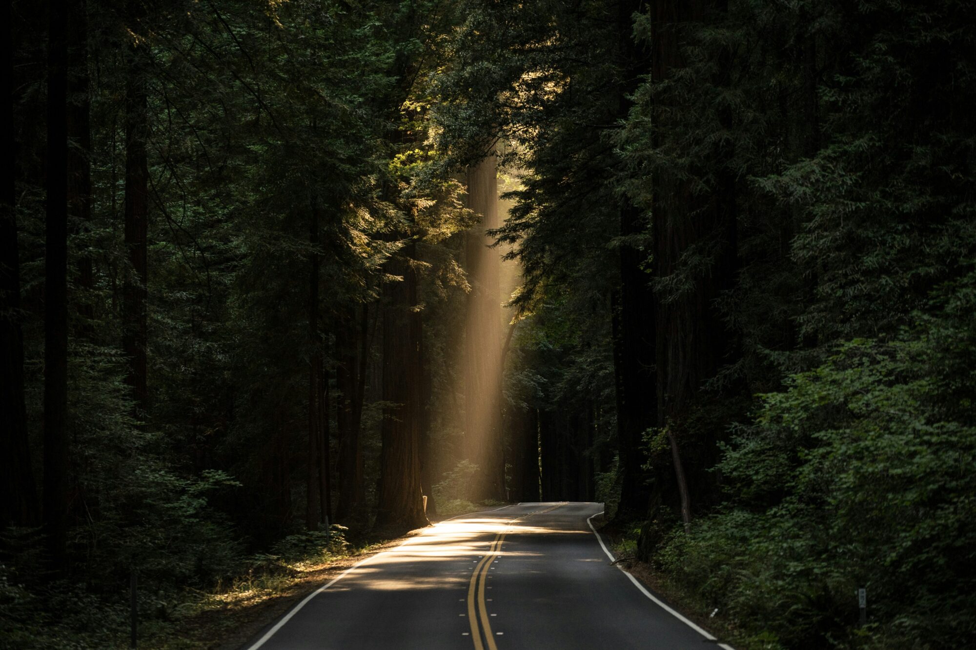Light cuts through the trees and touches down onto a road.