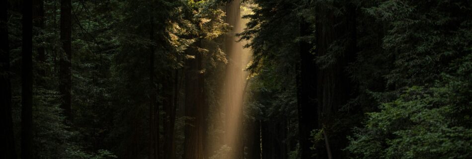 Light cuts through the trees and touches down onto a road.