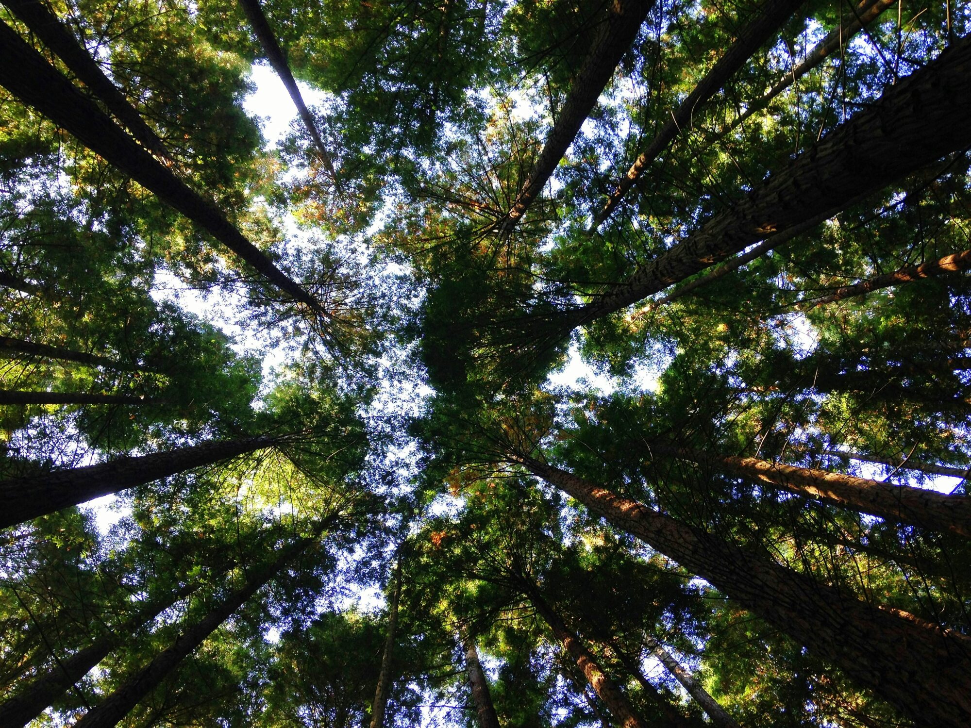 Trees growth and height from the ground below.