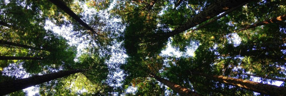 Trees growth and height from the ground below.
